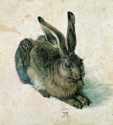 Field-hare